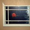 'jellofish supernova' behind antique-y window