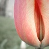 the artist's interpretation on nature's innuendo