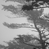 repetition and the fog
