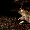 for watership down I