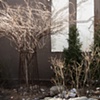 art mocks nature