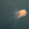 jellofish and the seaweedsies turn east