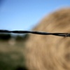 in the hay with barb