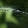 biodome