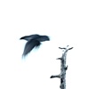 as the other crow flies
