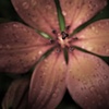 nature's innuendo III
