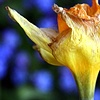 mellow yellow  and the blue impressionists