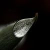 chicks & hens & little droplets too