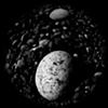 stone cosmos