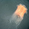 jellofish exit stage left