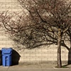 cherry tree & the blue bins