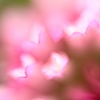 implied pink flock