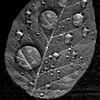 one leaf