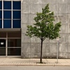 environment