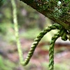 green rope