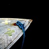 little bow blue