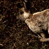 for watership down II