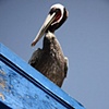 pelican on the roof