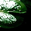 lilypad cosmos