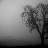 ol gnarly vs. the fog