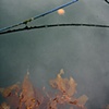 jellofish abstract with rope and seaweed