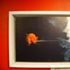Jellofish Supernova - Box-hung