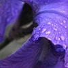 purple dew