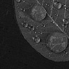 one leaf two