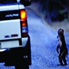 Jack_from the Monkey Rider Trading Cards series