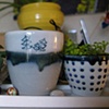 Tree Cup and Spotted Cup