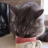 Pots in Use