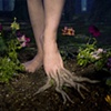 Foot of Daphne