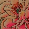 peony fan