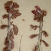 nature primer - gladiolas