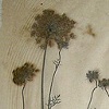 NATURE PRIMER - queen anne's lace