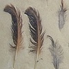 nature primer - feathers