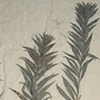 NATURE PRIMER - goldenrod stems