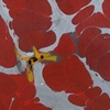 elements #11