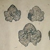 nature primer - hollyhock leaves