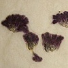 nature primer - hollyhock