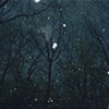 Night Dreams