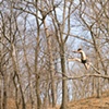 Jumping Trees