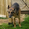 Curious Dog