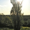 Mom & Dad's Back Yard