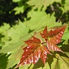 Baby Leafs