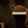 detail: Camo