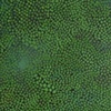 Duckweed