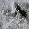 Poppyseed 1