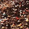 Gumdrop Trees in Skokie