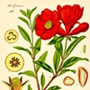 Punica Granatum